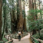 walking among giant redwoods symbolising radical self-care and inner journey in Islam.