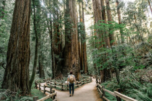 walking among giant redwoods symbolising radical self-care and inner journey in Islam.