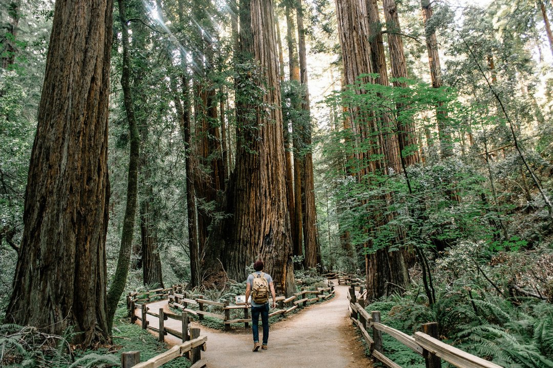 walking among giant redwoods symbolising radical self-care and inner journey in Islam.