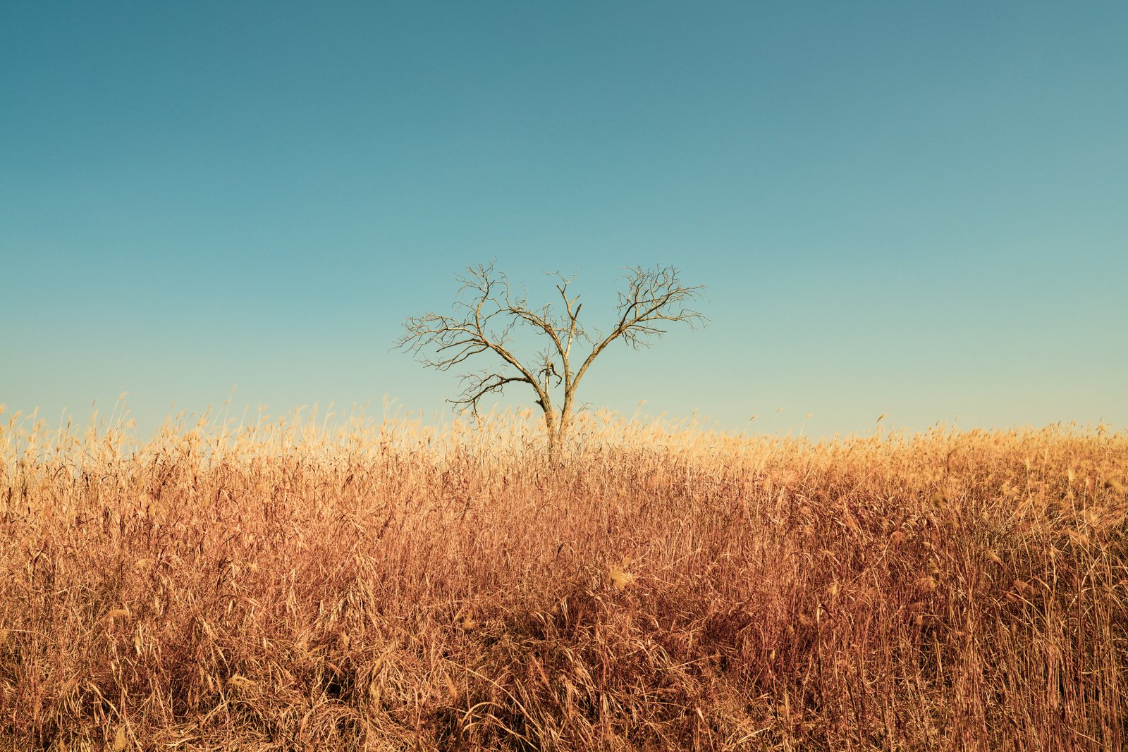 lone tree in dry grass under clear sky; metaphor for autistic memoir and solitude